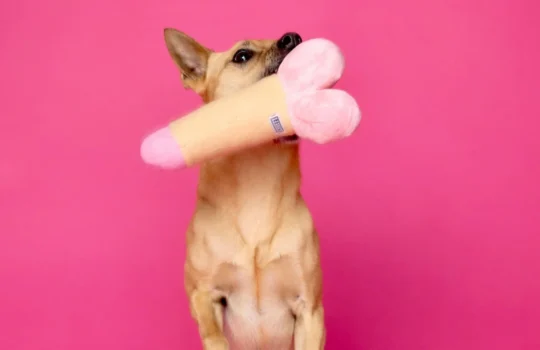 dog sex toy