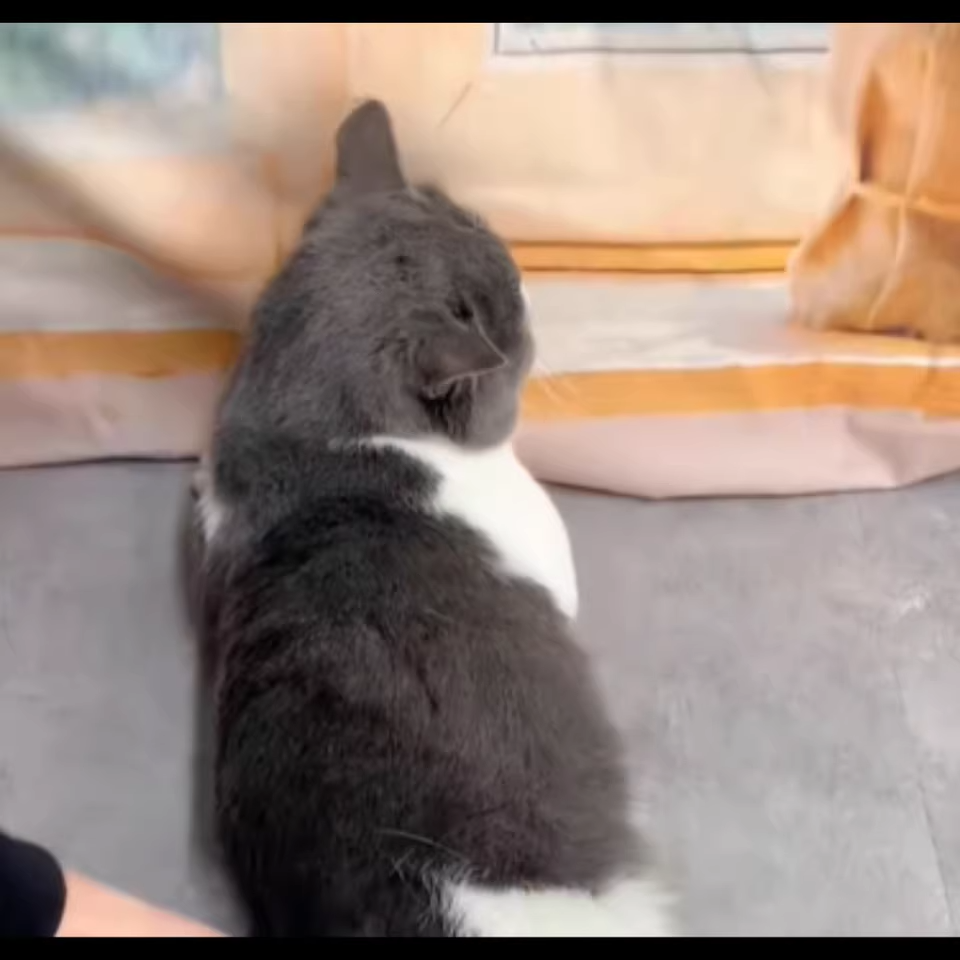 😸‌ Cat Masturbator for Heat Relief - Premium Feline Relaxation Device photo review