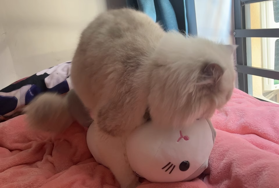 😻 Реалистичная игрушка для спаривания для самцов кошек - удовлетворите потребности вашей кошки фото обзор