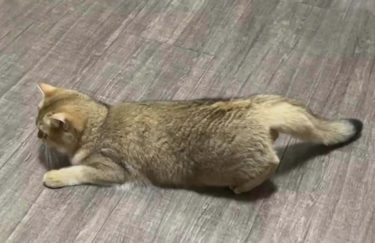 発情期の雌猫