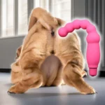Jouet sexuel pour chien - Vibrateur à 5 vitesses pour soulager la chaleur et réduire le stress