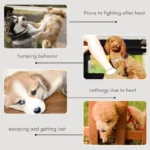 🐶 Realistische Corgi Sexpuppe für Rüden - sichere & effektive Alternative zur Kastration