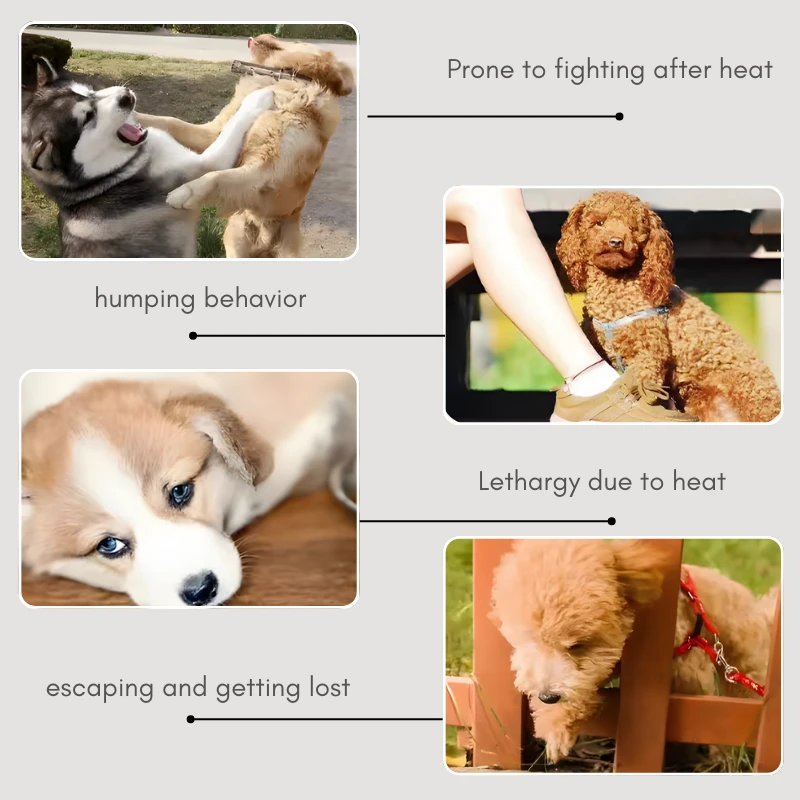 🐶 Realistische Corgi Sexpuppe für Rüden - sichere & effektive Alternative zur Kastration