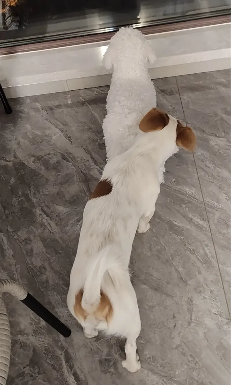 🐶 Realistisches Hundesexspielzeug für Rüden - Sichere Paarungserleichterung Foto Review