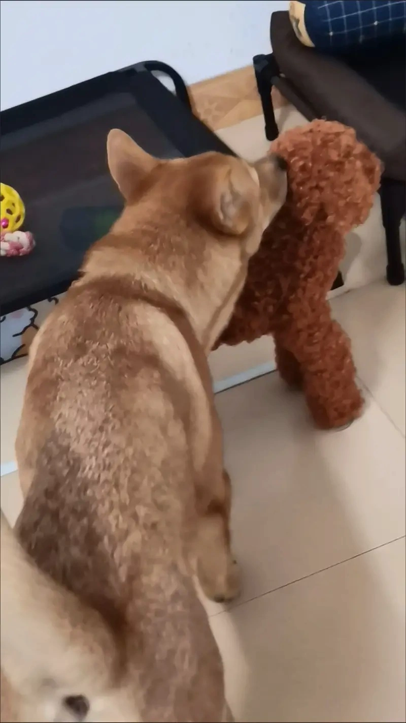 🐶 Realistic Dog Sex Toy for Male Dogs - Safe Mating Relief photo review