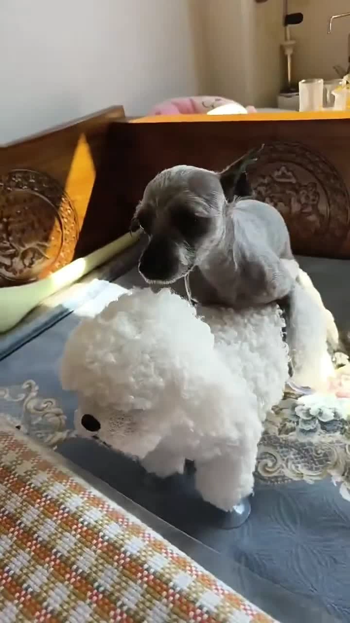 🐶 Realistic Dog Sex Toy for Male Dogs - Safe Mating Relief photo review